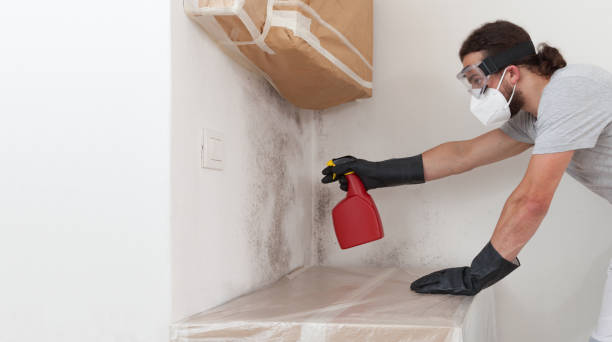 Basement Mold Remediation treatment on basement walls in Columbia